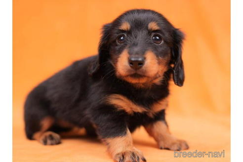 成約済の東京都のカニンヘンダックスフンド(ロングヘアード)-203751の4枚目